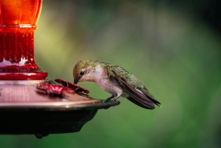 How to Make Hummingbird Food: A Sweet Guide from a Bird Lover